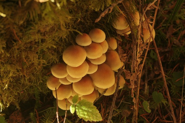 Forest Shrooms