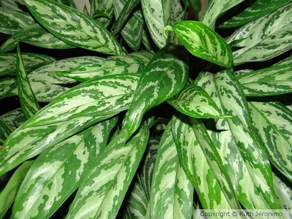 House Plant III
