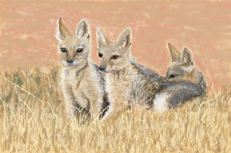 Jackal Pups