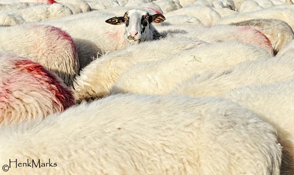 Sheep