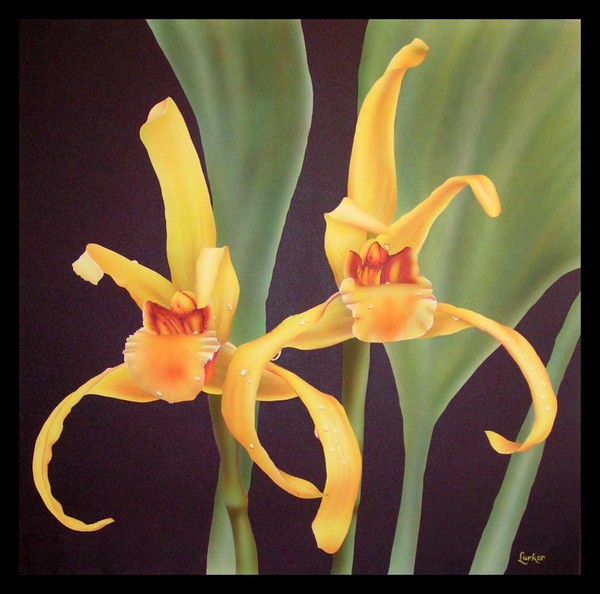 Orchid 3