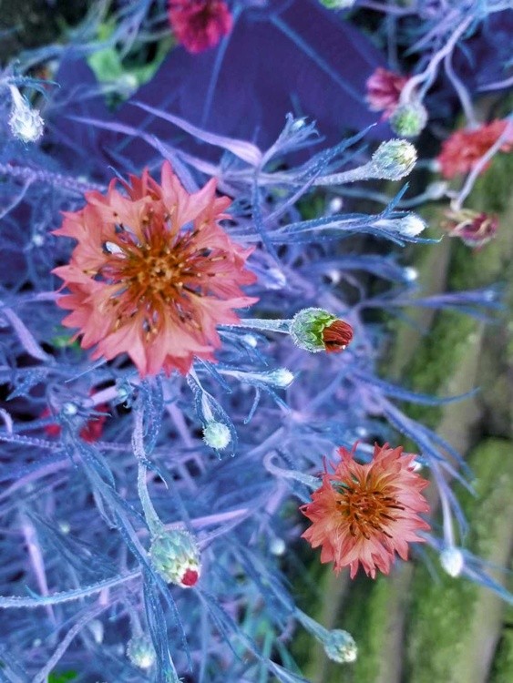 Crystal Buds