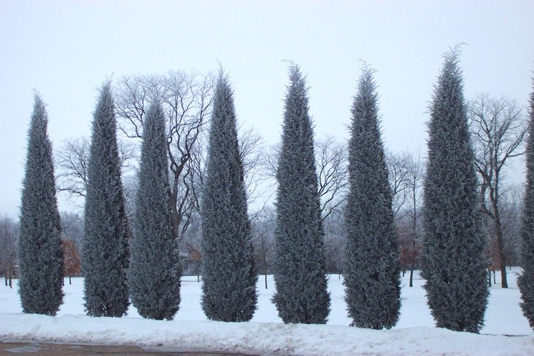 Hoar Frost 14