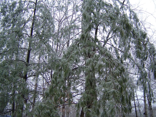Iced Over