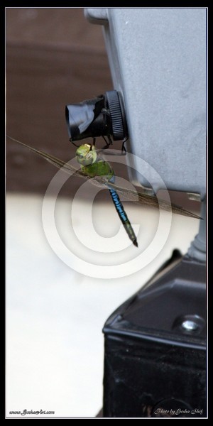 Fly