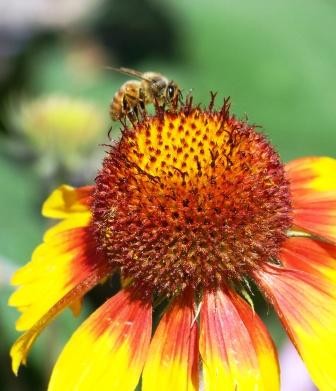 BEE WORKING