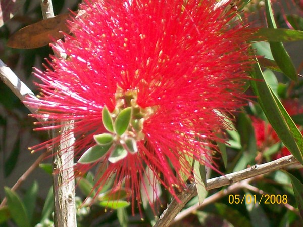 crazy flower