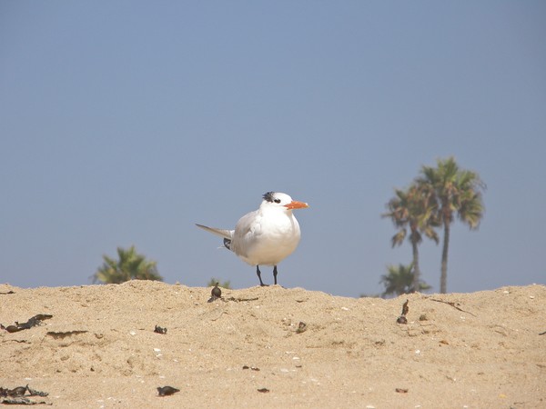 Watching The Tide