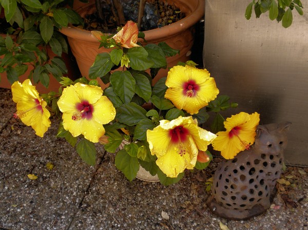 Hibiscus Five