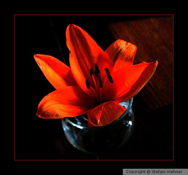 red tulip