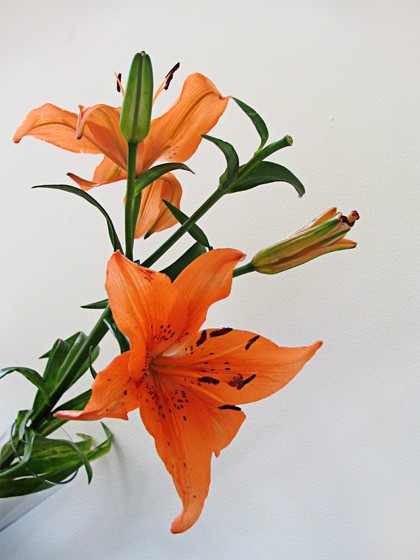 Happy flowers