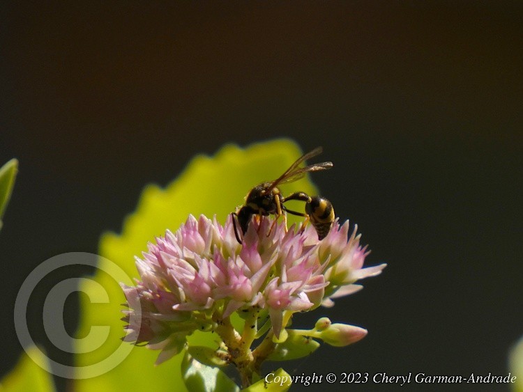 Wasp on Pink Sedum