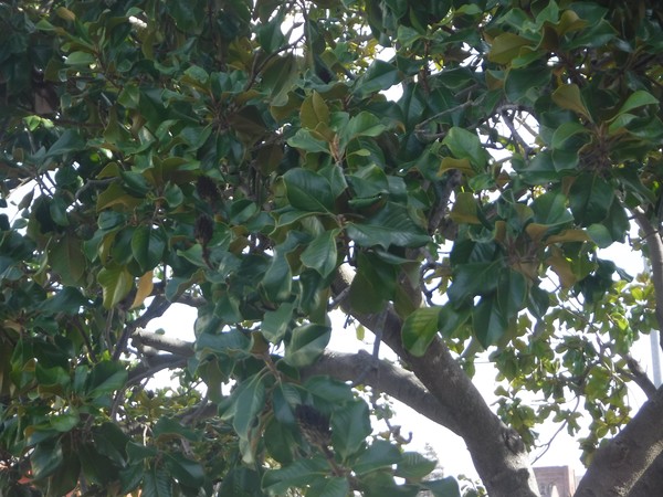 Trees