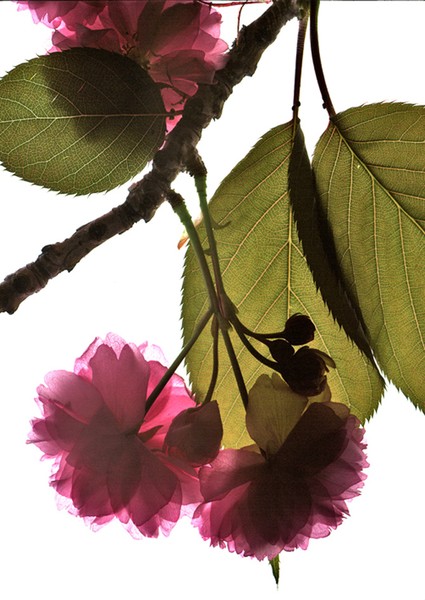 cherry blossom