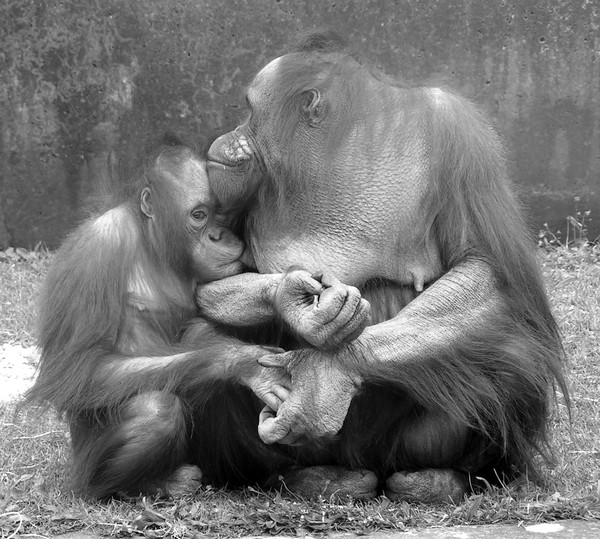 Motherly Love