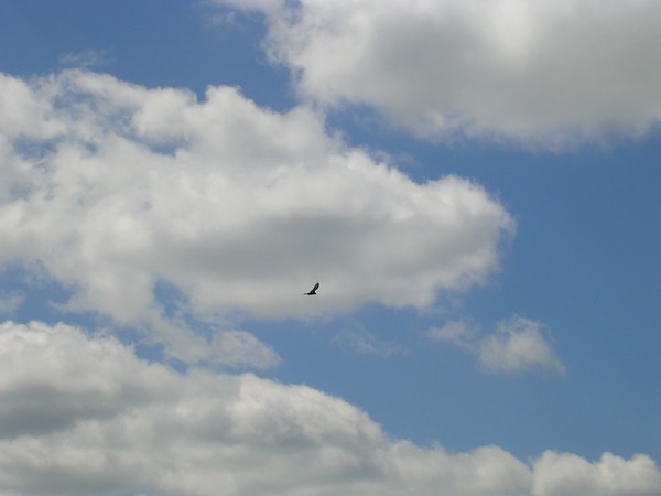 Take Flight