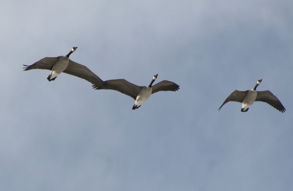 Canadian Geese