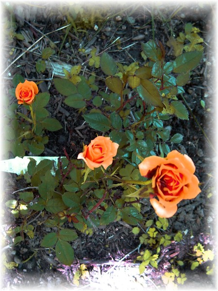 more of my garden