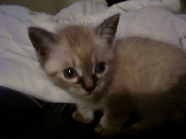 my cat sky's 5 week old kitten