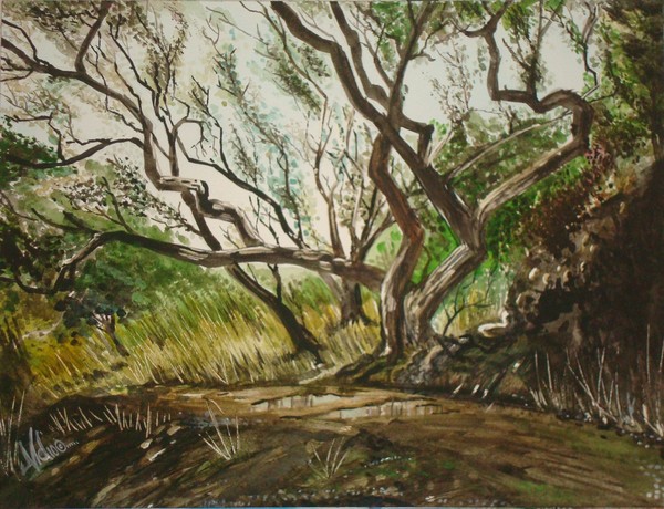 AN OAKLAND OAK