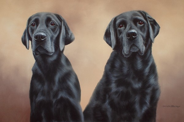 BLACK LABRADORS