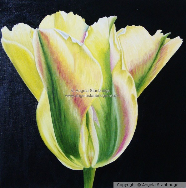 Golden artist Tulip