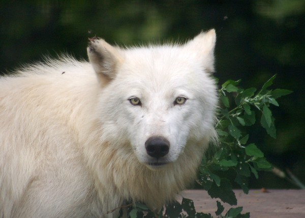 white wolf