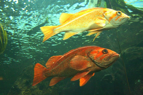 Rockfish: Swimming in Tandem