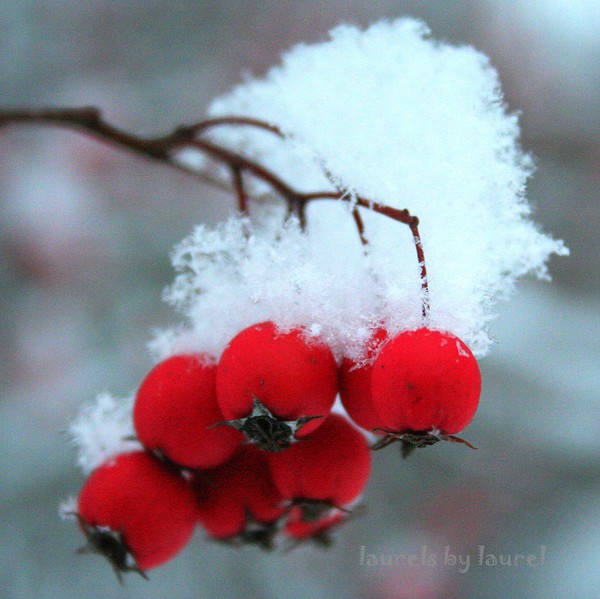 Snow-capped Berries