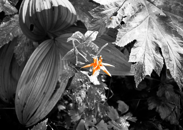 Western Columbine