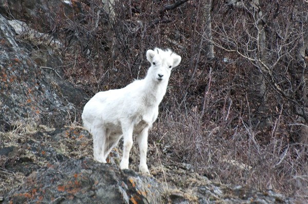 Baby Dall Sheep