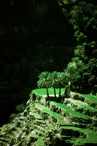 Three palmtrees