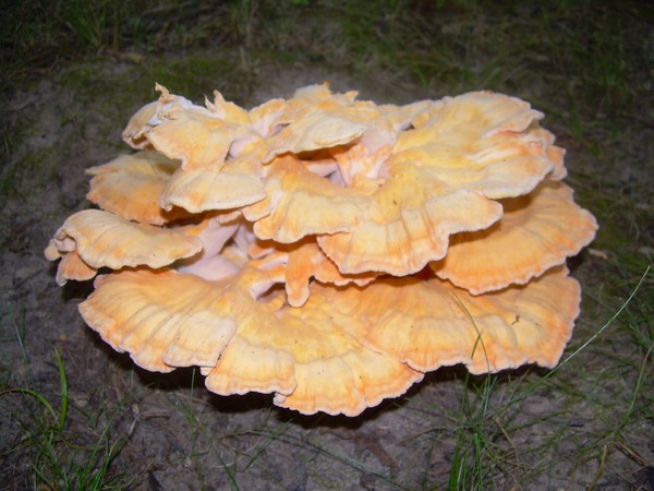 Wild Fungus