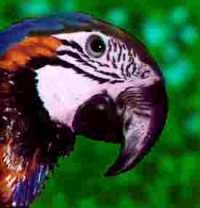 Blue and Gold Macaw