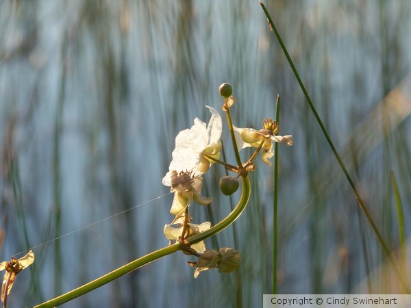 waterflower1