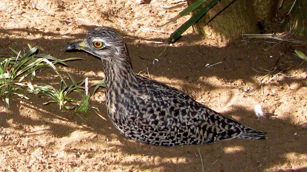 Bird Coloured5 copy