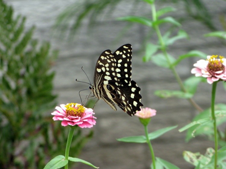 IMG 0870