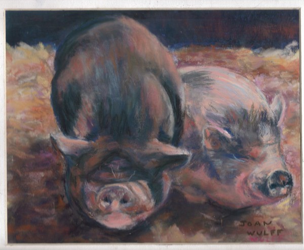 Pot Bellied Pigs