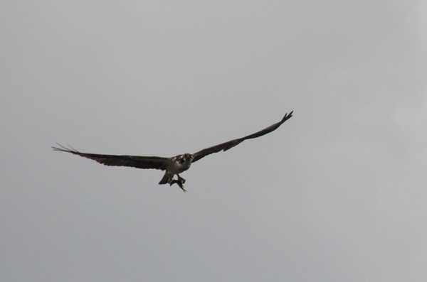 Osprey with fish