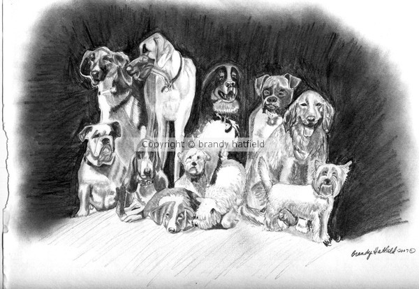 Many Breeds of Dogs