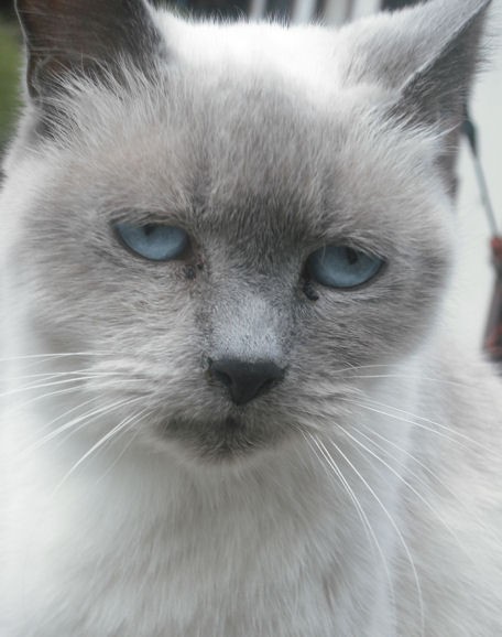 Sheeba