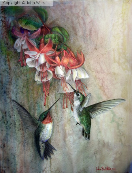 Hummingbirds and Fuschias