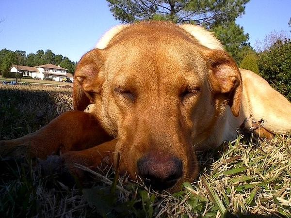 Ginger