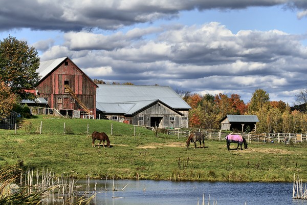 Fall At The Horse Farm