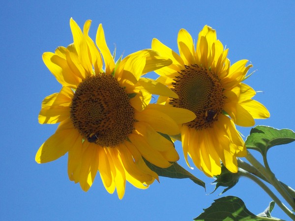 Busy Bees
