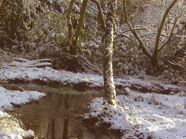 winterwoods5
