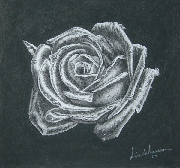 White Rose On Black