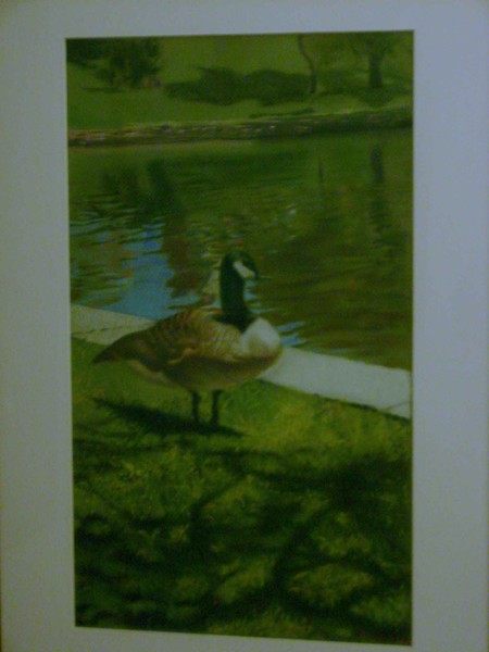 sunlit goose