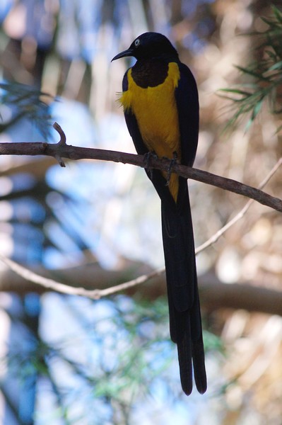 Bird 2