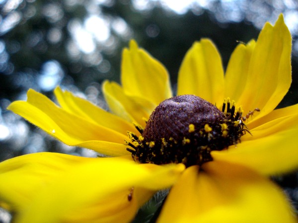 Rudbeckia